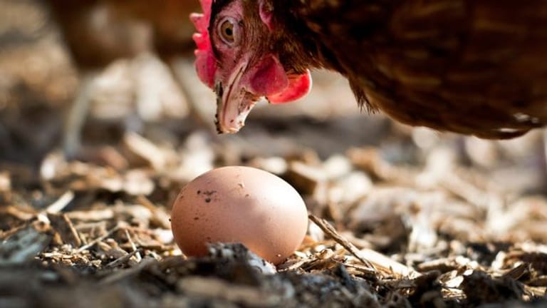 Einwenig mehr Tierwohl: Eier aus Freilandhaltung werden immer beliebter.