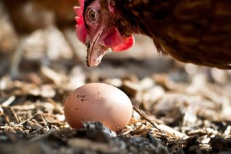 Einwenig mehr Tierwohl: Eier aus Freilandhaltung werden immer beliebter.
