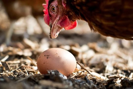 Einwenig mehr Tierwohl: Eier aus Freilandhaltung werden immer beliebter.