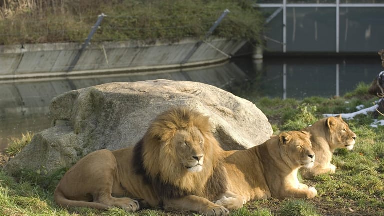 Die Löwen in Münchner Tierpark Hellabrunn (Archivbild): Gerade wird eine neue Anlage für die Großkatzen gebaut.