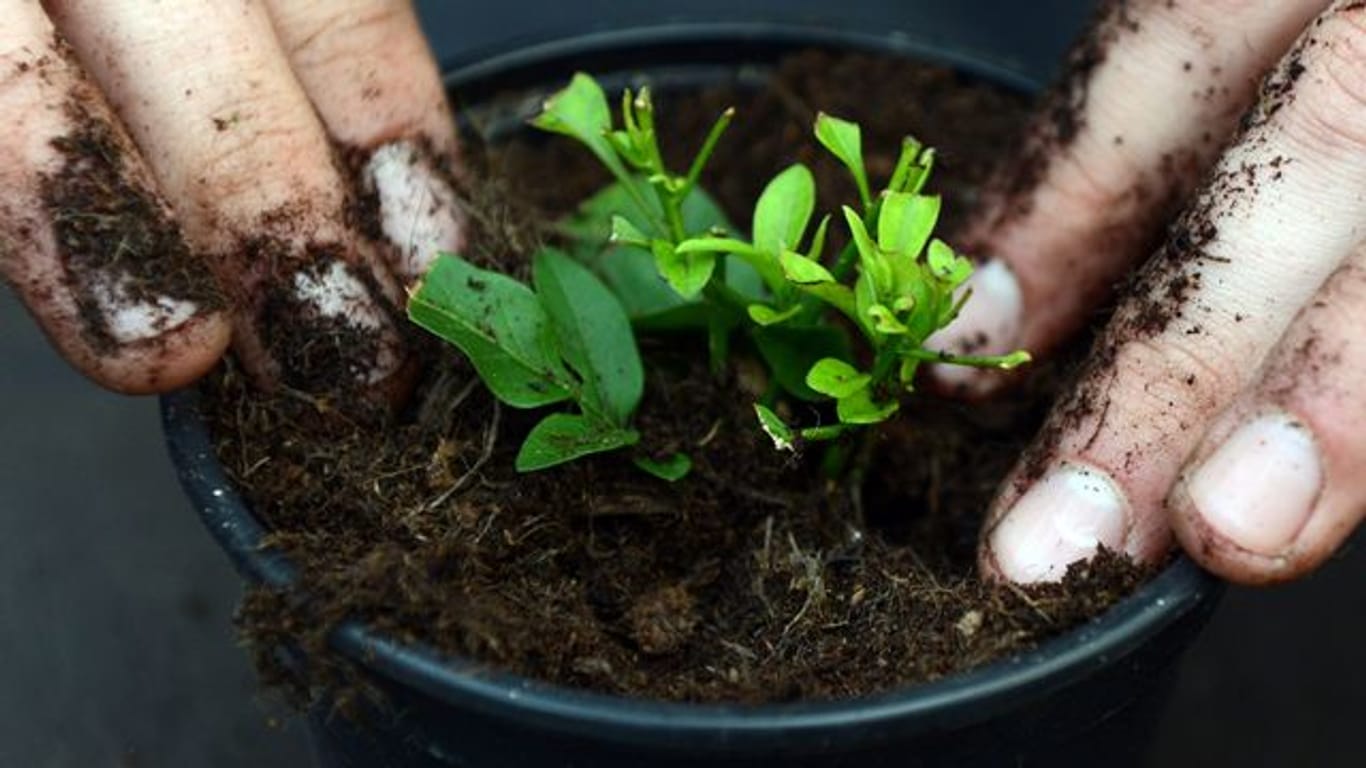 Etwas Fingerspitzengefühl kann beim Umtopfen von Jungpflanzen in frische Erde helfen.