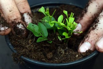Etwas Fingerspitzengefühl kann beim Umtopfen von Jungpflanzen in frische Erde helfen.