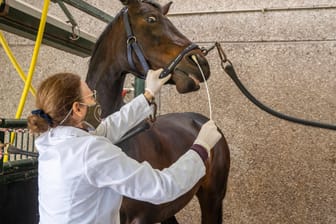 Die Tierärztin Tresemiek Picavet (l.) beim Nasenabstrich eines Pferdes: Das Herpes-Virus hat gleich mehrere Länder Europas betroffen.