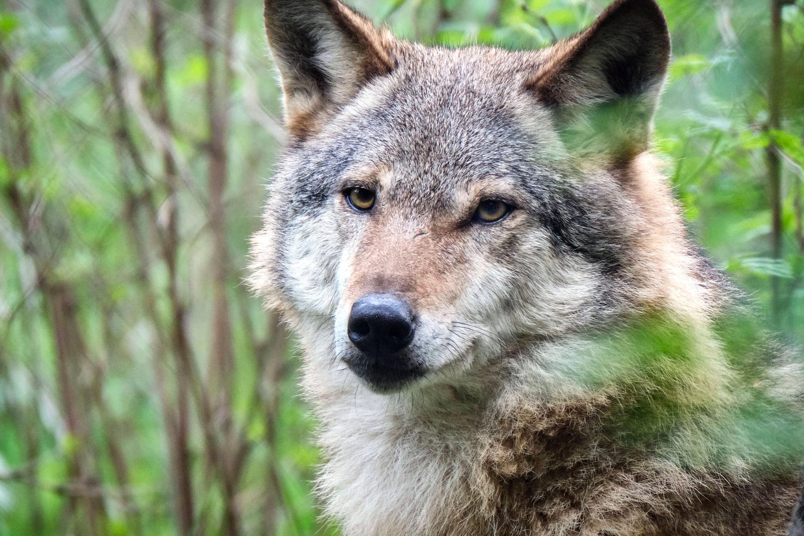 Wolf im Wildgatter Oberrabenstein in Chemnitz: Ein Artgenosse hat sich ins Stadtgebiet von Riesa verlaufen. (Symbolfoto)