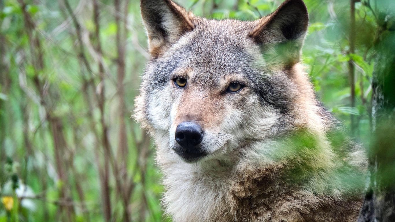 Wolf im Wildgatter Oberrabenstein in Chemnitz: Ein Artgenosse hat sich ins Stadtgebiet von Riesa verlaufen. (Symbolfoto)