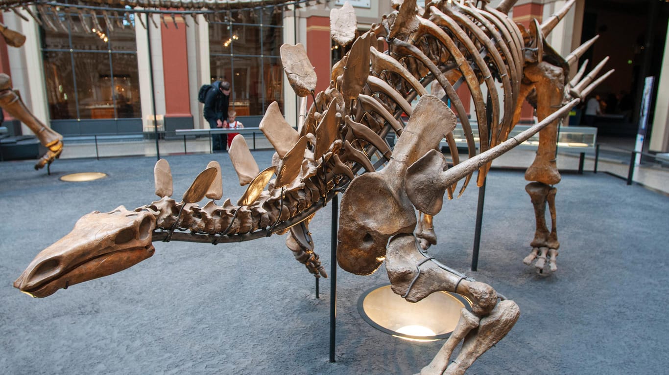 Museum für Naturkunde: Skelette lassen eine Vorstellung von der Saurierwelt vor 150 Millionen Jahren entstehen.