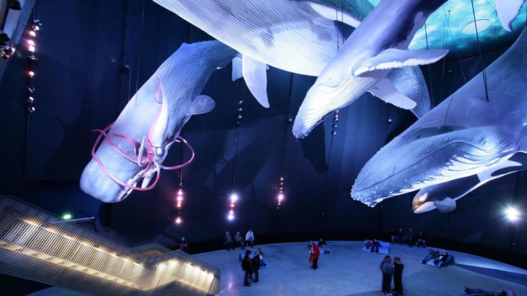 Ozeaneum: Wale hängen im Ozeaneum täuschend echt von der Decke der riesigen Ausstellungshalle.
