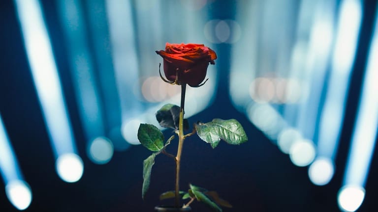 "Der Bachelor": An wen geht die letzte Rose?