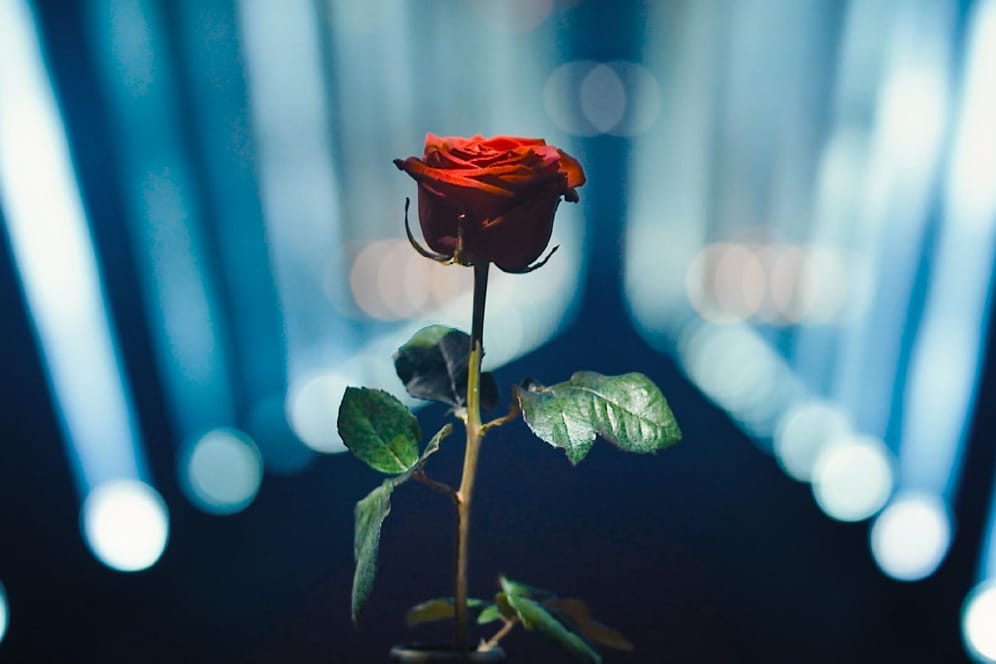 "Der Bachelor": An wen geht die letzte Rose?