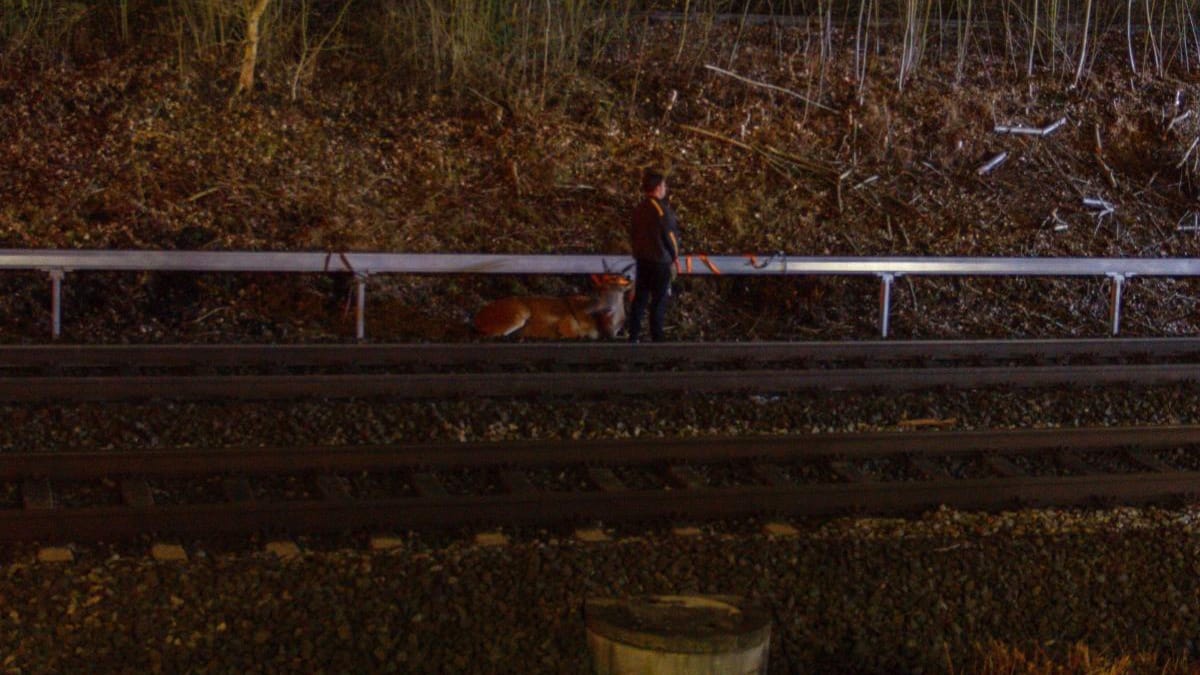 Ein Mann steht mit einer Antilope, die an der Leine ist, neben Bahnschienen: Das Tier floh aus einem Zirkus.