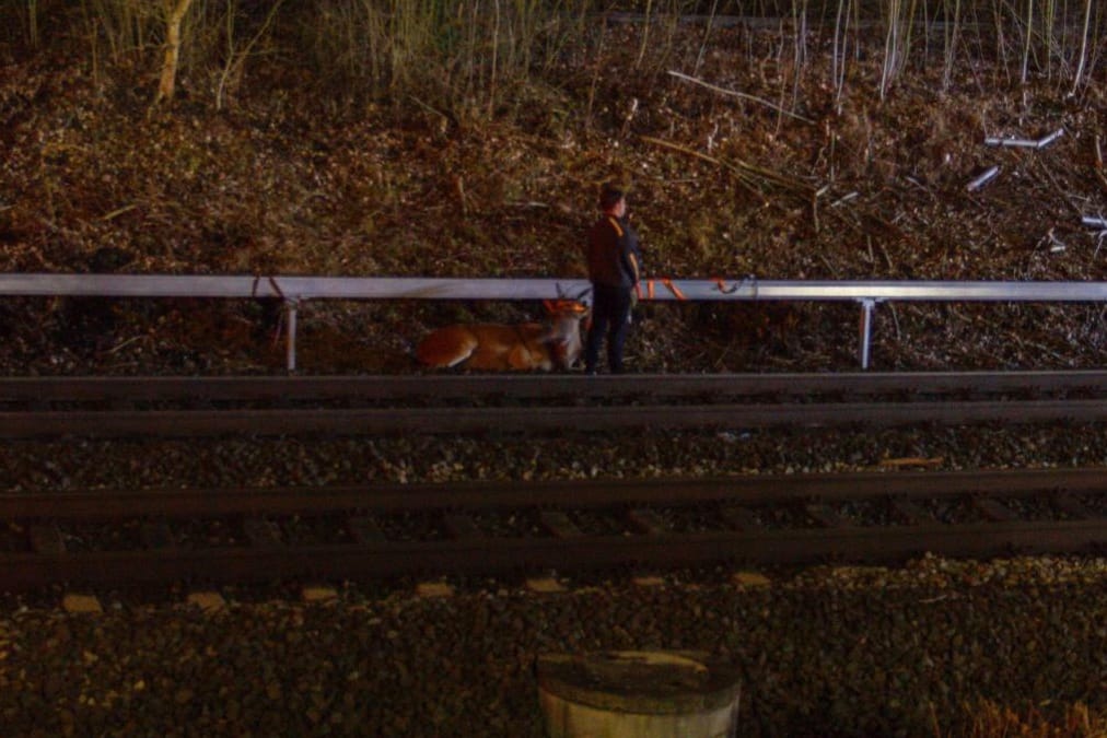 Ein Mann steht mit einer Antilope, die an der Leine ist, neben Bahnschienen: Das Tier floh aus einem Zirkus.