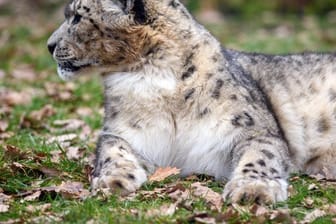 Ein Schneeleopard liegt im Magdeburger Zoo im Freigehege.