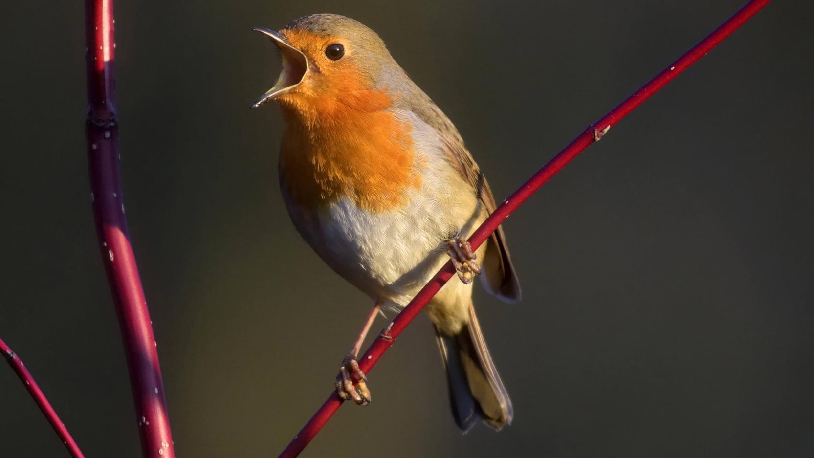 Das darf bezwitschert werden: Das Rotkehlchen ist der Vogel des Jahres 2021.