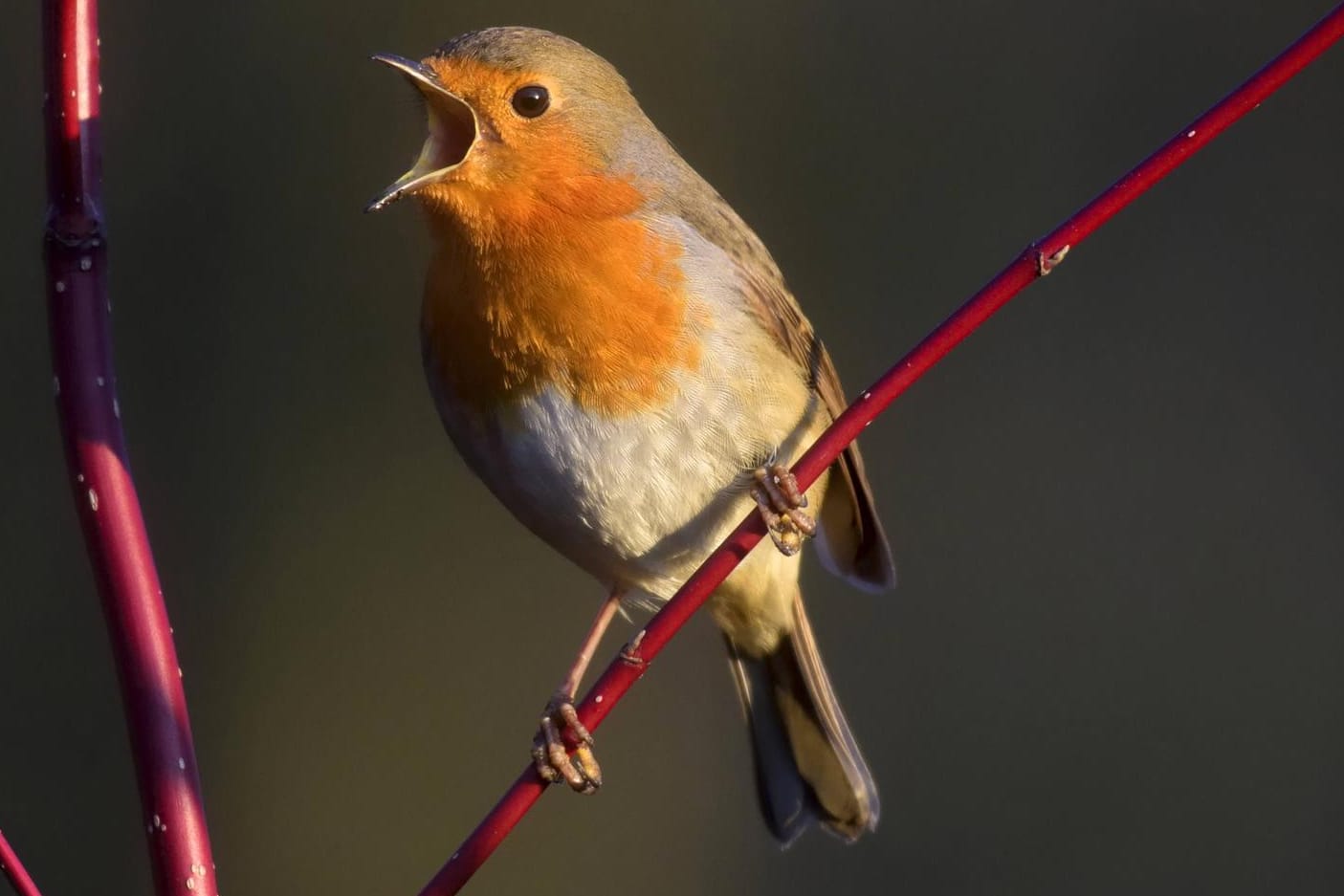 Das darf bezwitschert werden: Das Rotkehlchen ist der Vogel des Jahres 2021.