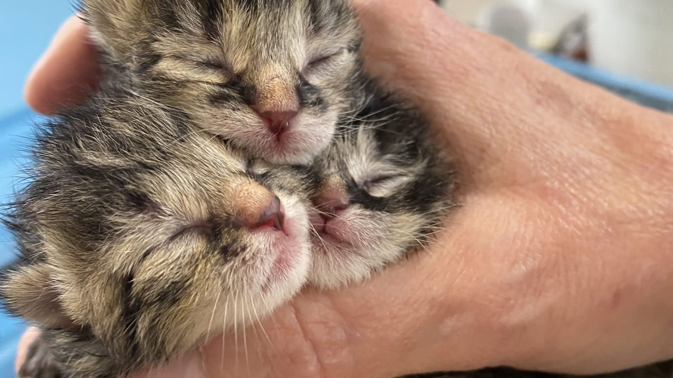 Drei der Katzenbabys in einer Menschenhand: Über Nacht nahmen zwei Mitarbeiterinnen des Tierheims die Katzen bei sich auf.