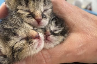 Drei der Katzenbabys in einer Menschenhand: Über Nacht nahmen zwei Mitarbeiterinnen des Tierheims die Katzen bei sich auf.