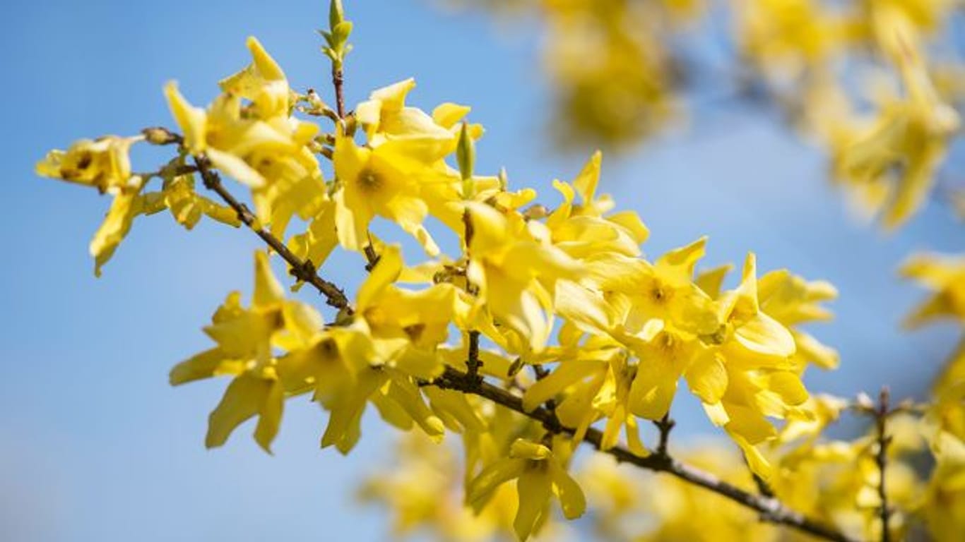Strahlend gelb blühen Forsythiensträucher im März und April.
