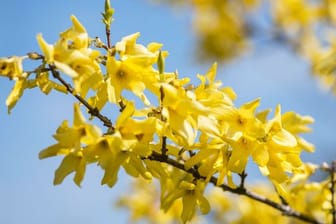 Strahlend gelb blühen Forsythiensträucher im März und April.