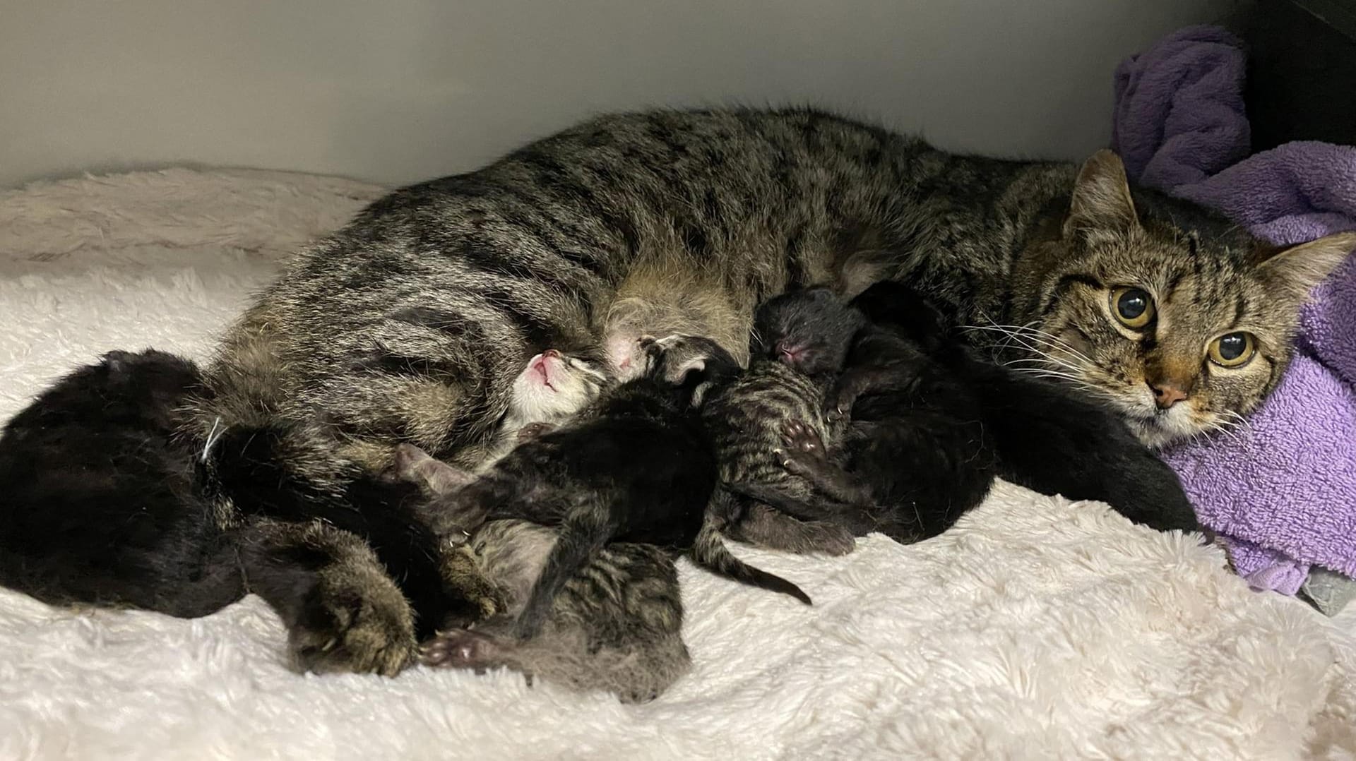 Happy End im Tierheim: Schließlich kümmerte sich die Mutter ganz rührend um ihren Nachwuchs.