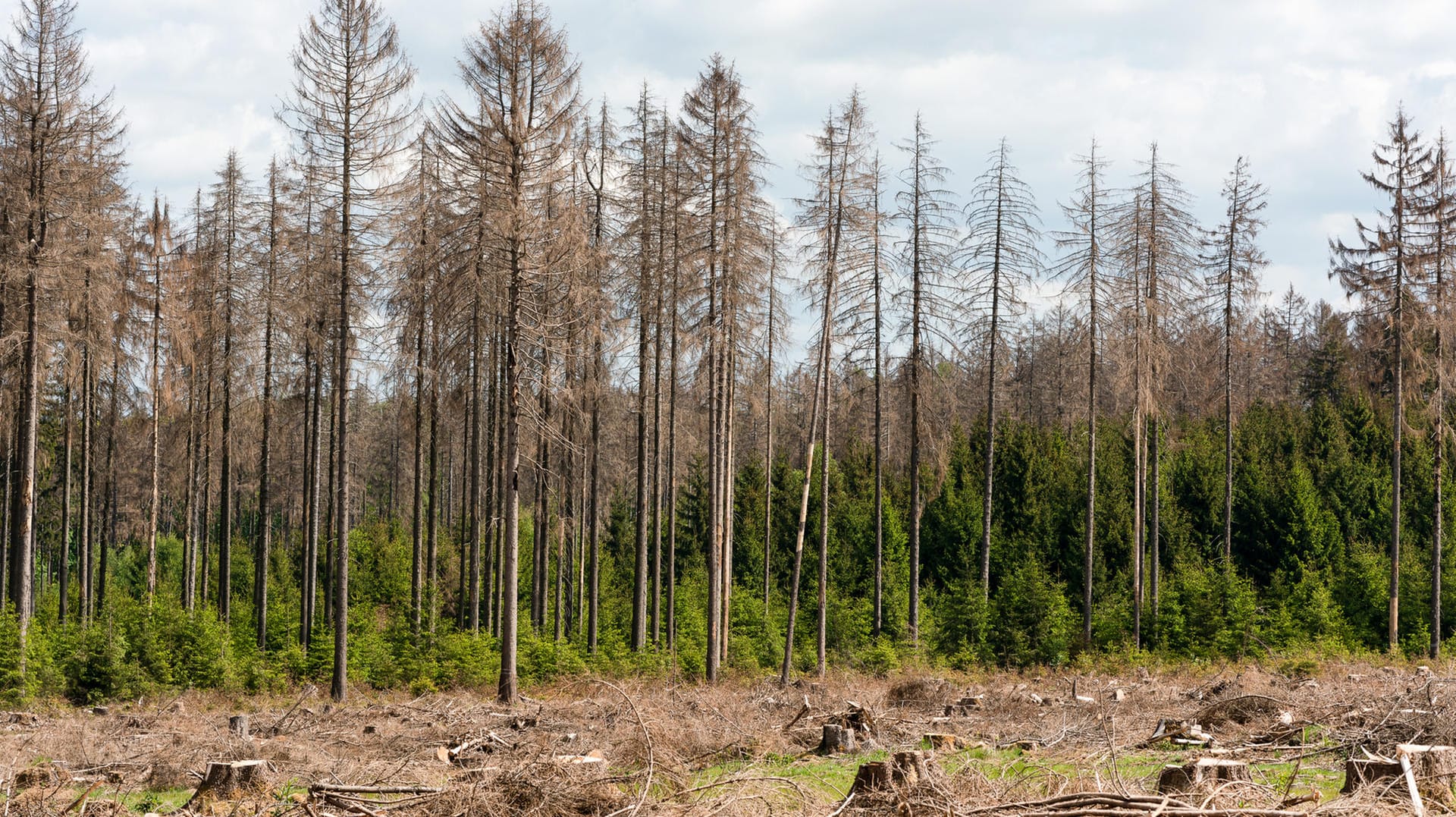 Wald: Insgesamt sind die Menschen pessimistisch, was die Zukunft des Walds angeht.