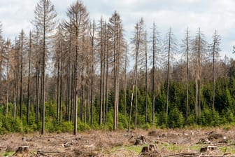 Wald: Insgesamt sind die Menschen pessimistisch, was die Zukunft des Walds angeht.