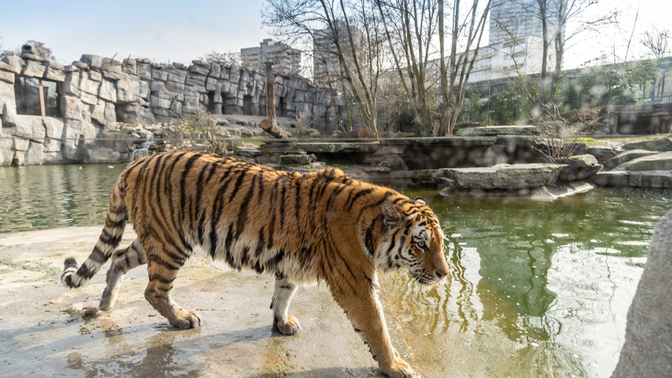 "Akina" spaziert durchs Gehege: Der Kölner Zoo hat eine Sibirische Tigerdame vorgestellt.