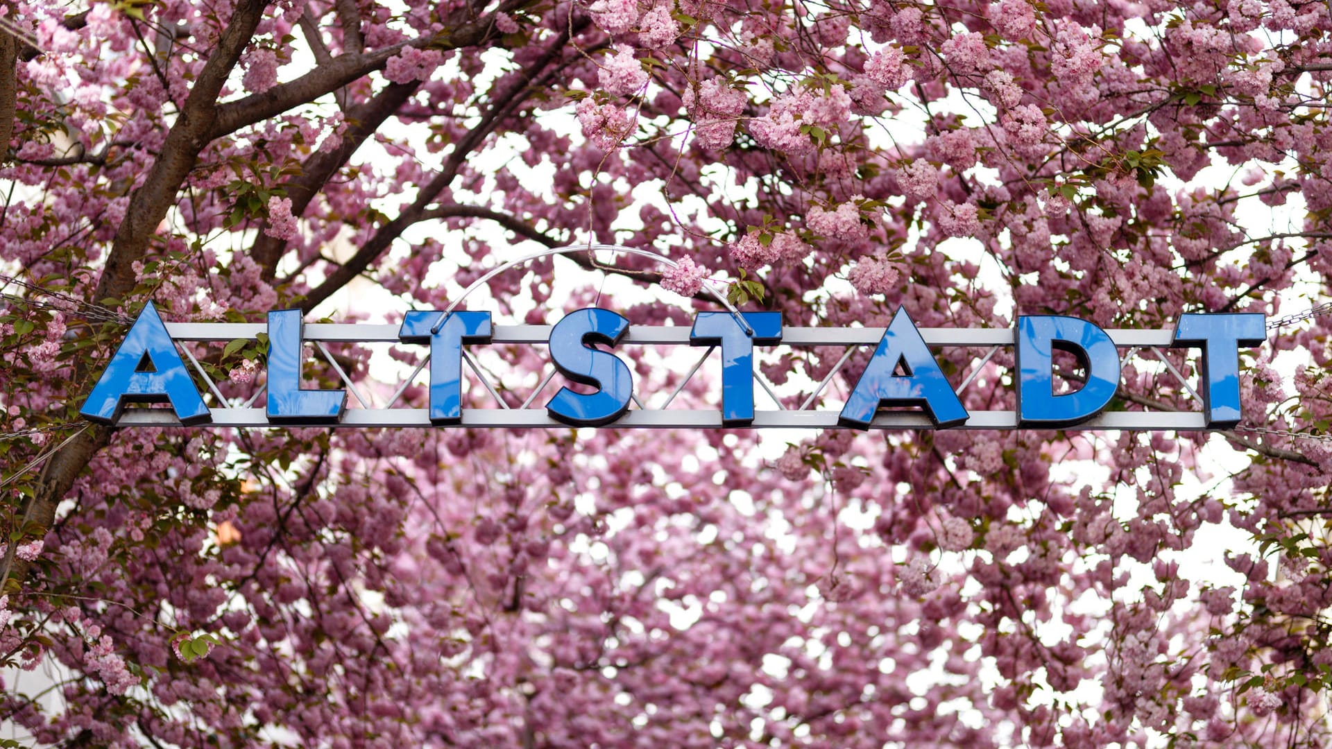Kirschblüte in der Bonner Altstadt: Auch in diesem Jahr rechnet die Stadt mit großem Andrang.