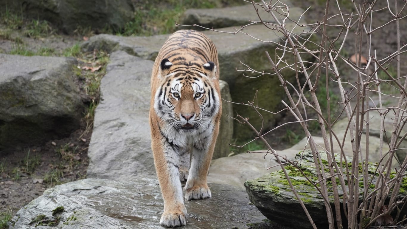 Sibirisches Tigerweibchen: Die Tiere gelten im Kölner Zoo als Besuchermagneten.