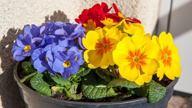 Primeln und andere Frühjahrsblüher können jetzt schon in Töpfe und Beete gesetzt werden.