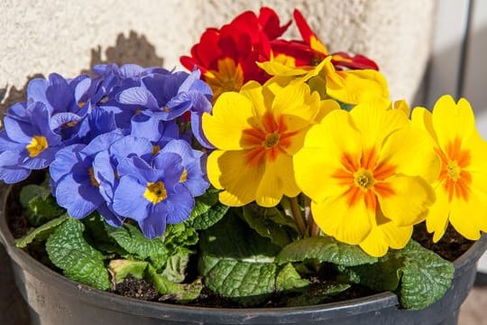 Primeln und andere Frühjahrsblüher können jetzt schon in Töpfe und Beete gesetzt werden.