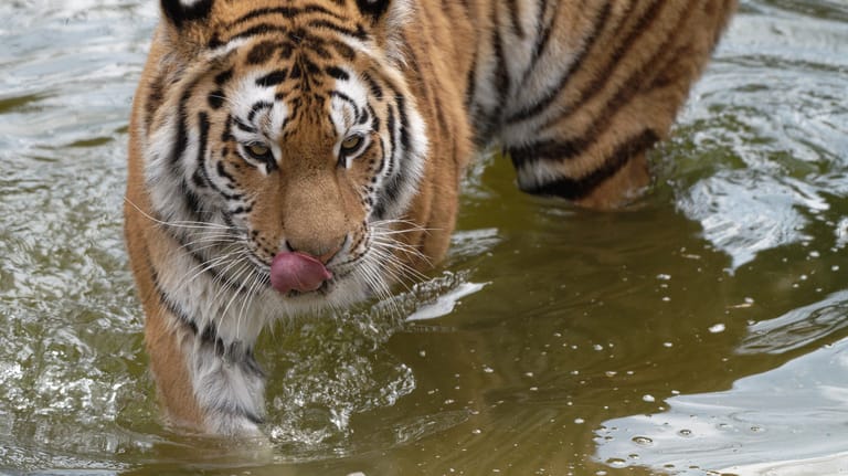 Neuzugang im KölnSibirische Tigerweibchen: "Akina" geht durch ein Wasserbecken in ihrem Gehege im Kölner Zoo.er Zoo - Sibirisches Tigerweibchen