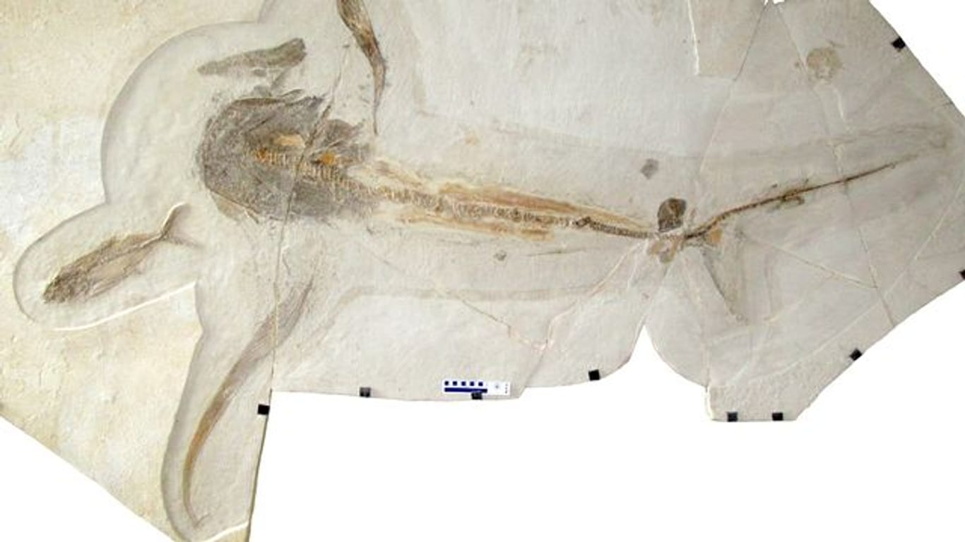 Dieses Fossil (Teile wurden rekonstruiert) eines 93 Millionen Jahre alten "Adlerhais".