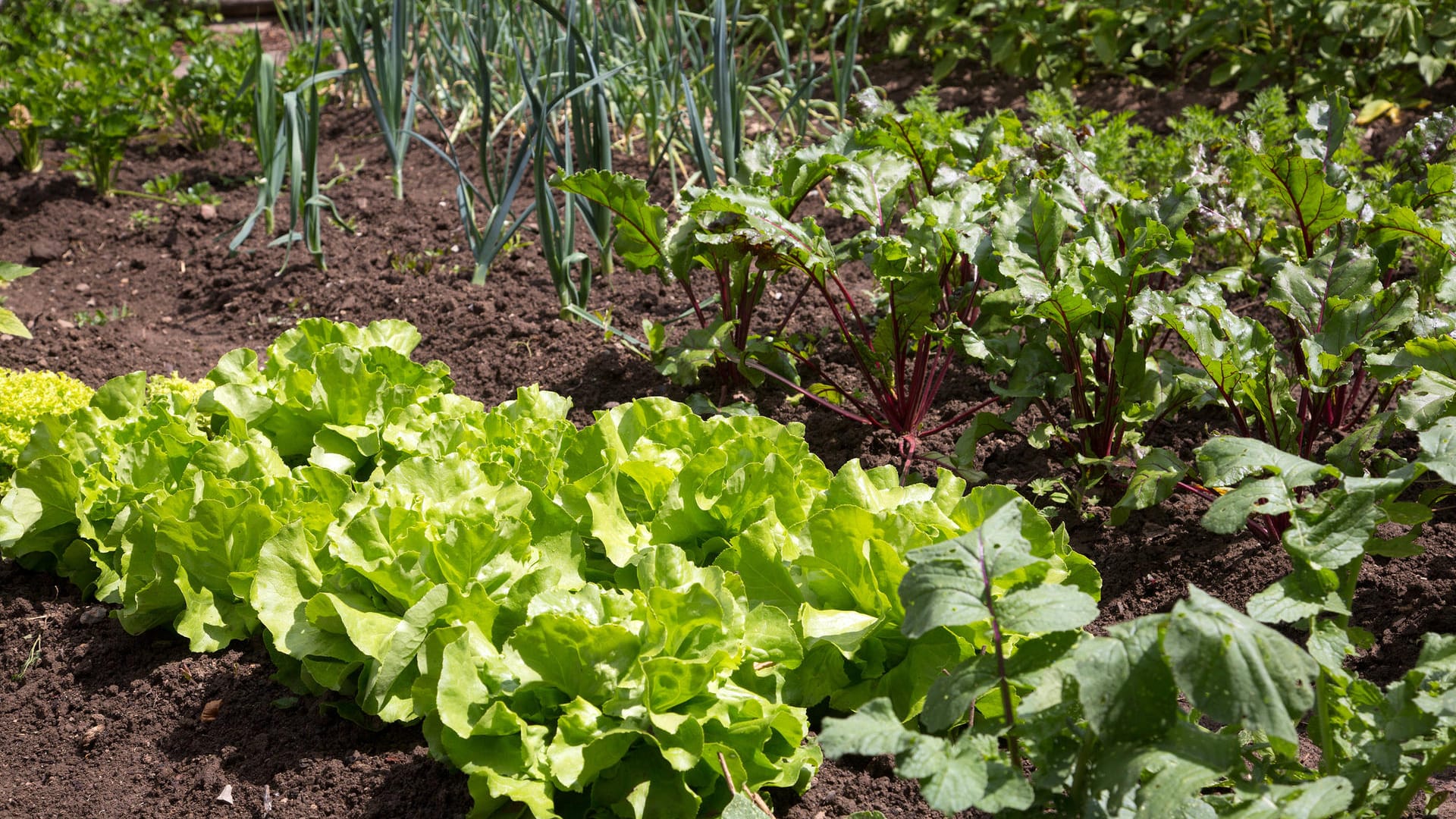 Gemüsegarten: Blattsalat (vorn) und Lauchzwiebeln (links hinten) gehören dazu.