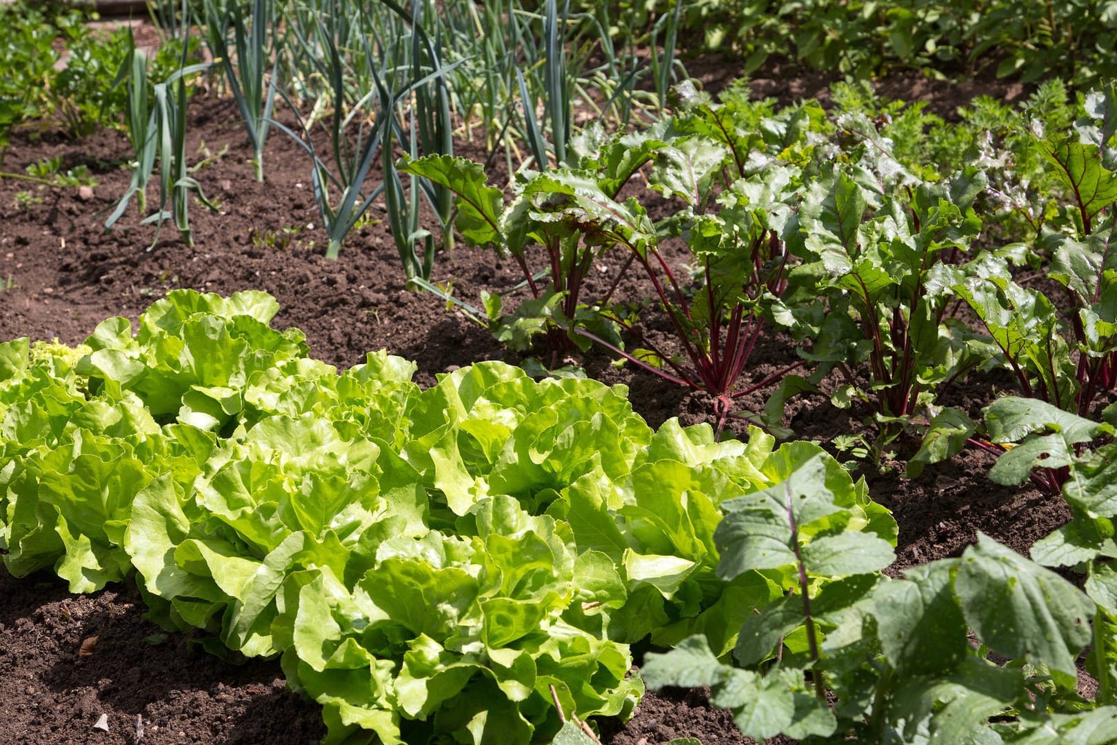 Gemüsegarten: Blattsalat (vorn) und Lauchzwiebeln (links hinten) gehören dazu.