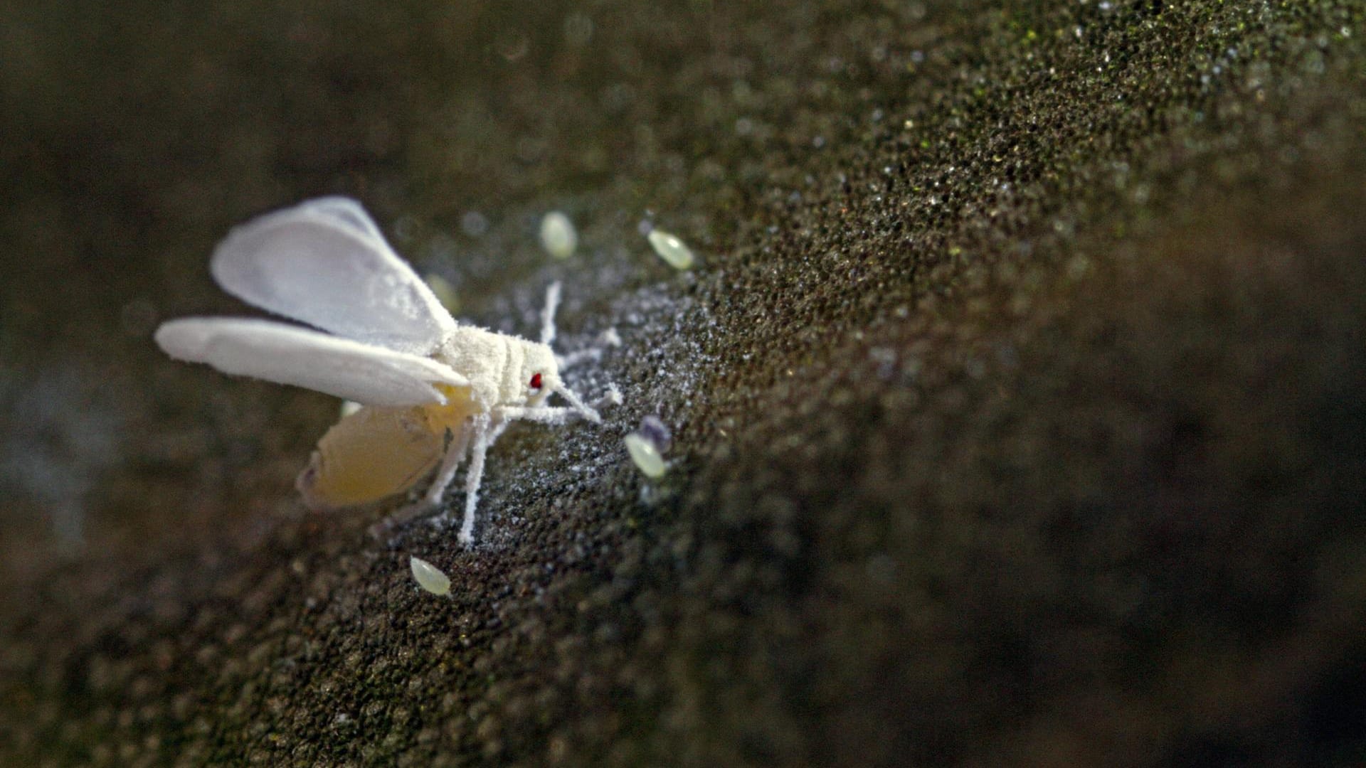 Weiße Gewächshausfliege (Trialeurodes vaporariorum): Sie befällt auch das Gemüsebeet im Freien.