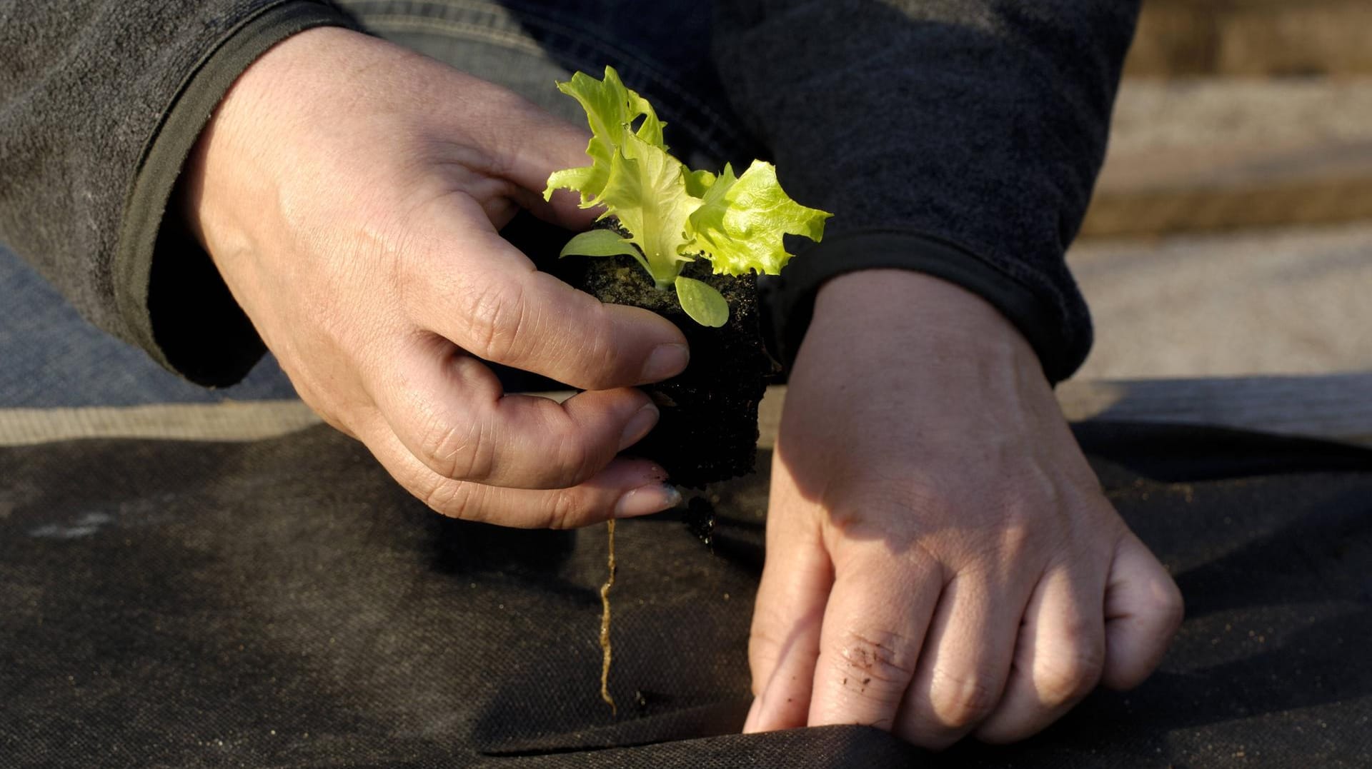 Mulchfolie: Sie lohnt sich nicht nur für Salat, sondern auch für Süßkartoffeln.