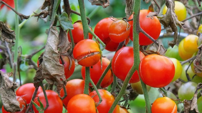 Tomatenpflanze: Schädlinge und Krankheiten setzen den Früchten zu.