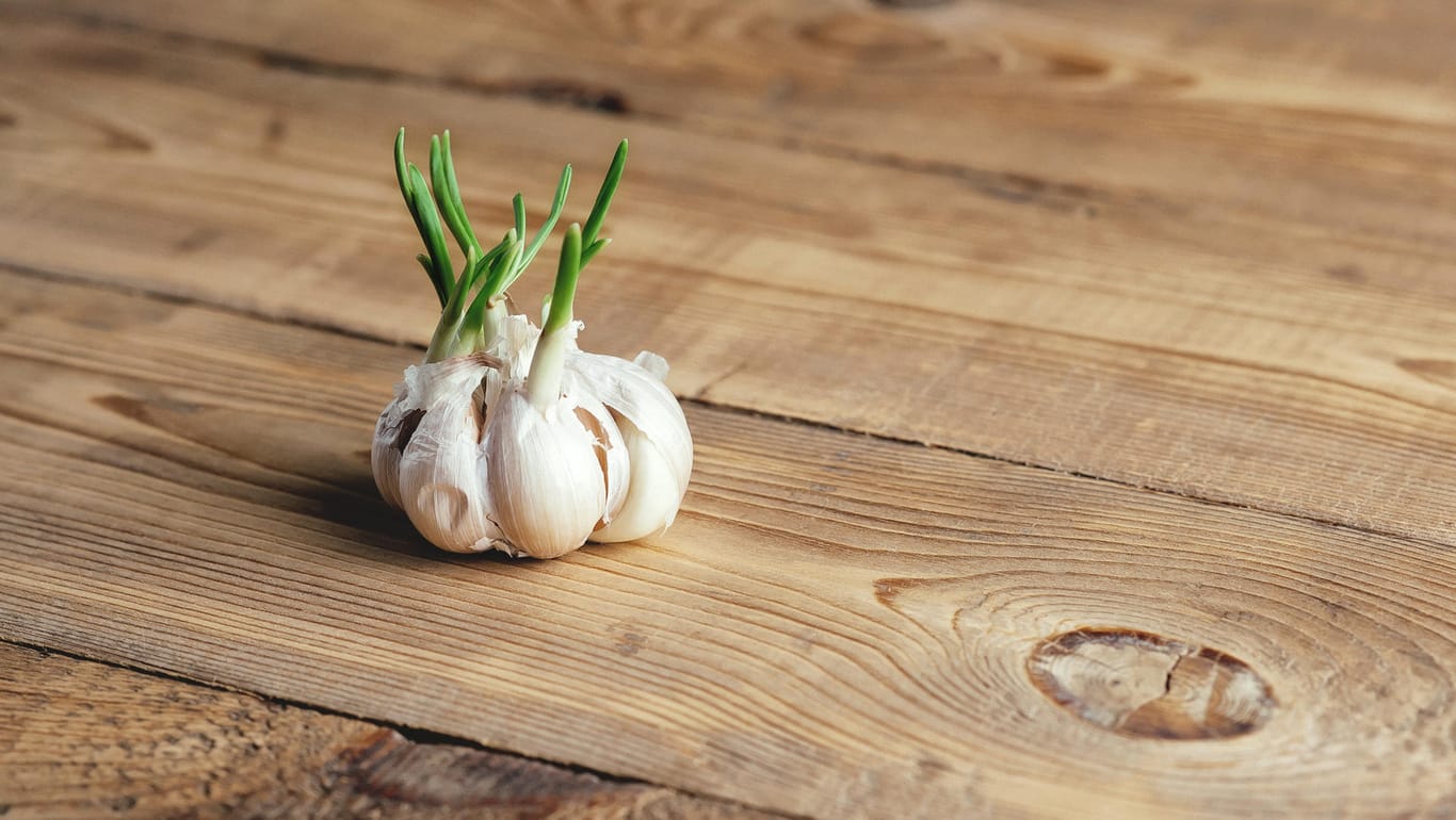 Germinating garlic: Too bad for the bin