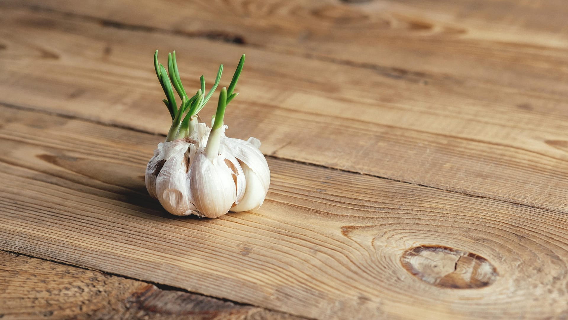 Keimender Knoblauch: Zu schade für die Tonne