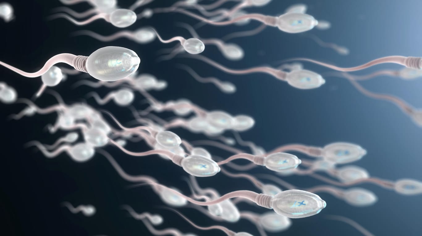 Spermien: Um sie ranken sich diverse Mythen