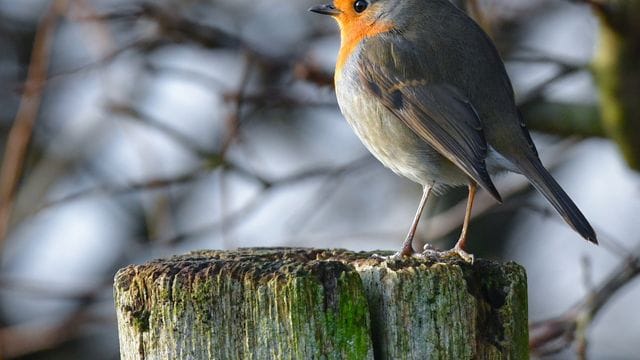 Zutraulicher Sympathieträger mit wunderschönem Gesang: das Rotkehlchen ist der "Vogel des Jahres". Zutraulicher Sympathieträger mit wunderschönem Gesang: das Rotkehlchen ist der "Vogel des Jahres".