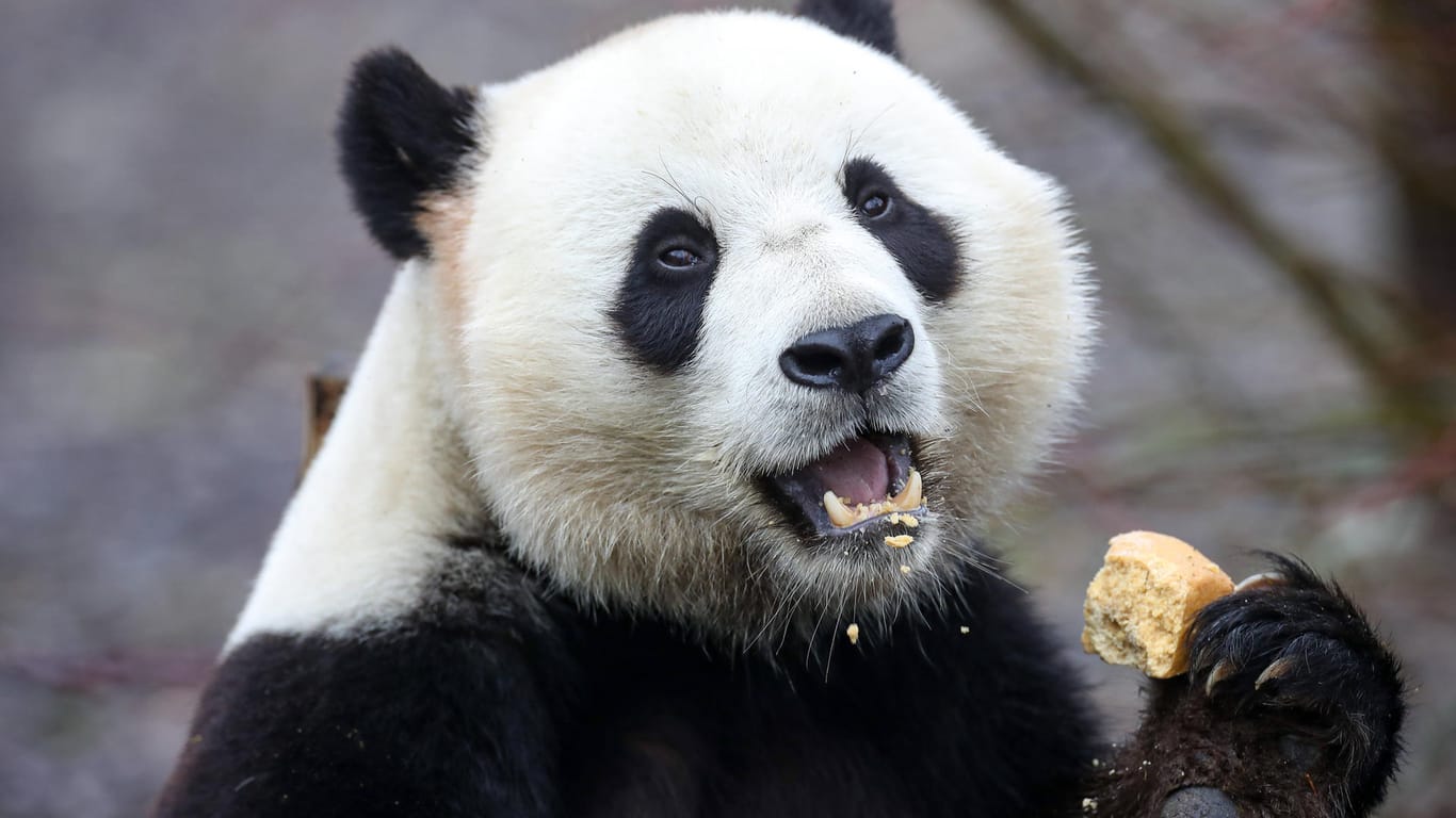 Der Panda Tian Boa frisst ein Stück Brot (Archivbild). Er hat jetzt einen Pfleger angegriffen und verletzt.
