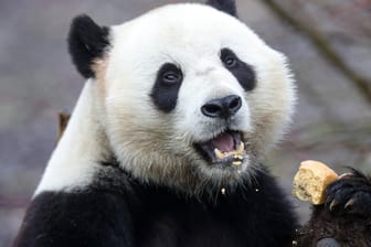 Der Panda Tian Boa frisst ein Stück Brot (Archivbild). Er hat jetzt einen Pfleger angegriffen und verletzt.