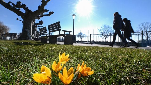 Der Frühling lockt: Krokusse an einer Uferpromenade am Bodensee.