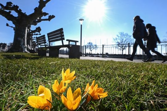 Der Frühling lockt: Krokusse an einer Uferpromenade am Bodensee.