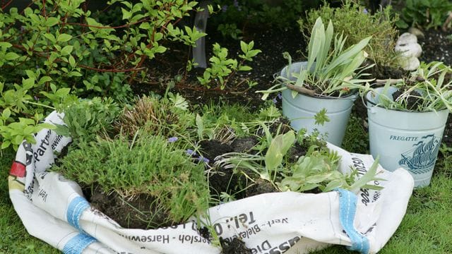 Bei einem Umzug müssen die geliebten Pflanzen nicht zurückgelassen werden - mit den richtigen Handgriffen ziehen Stauden und Co.