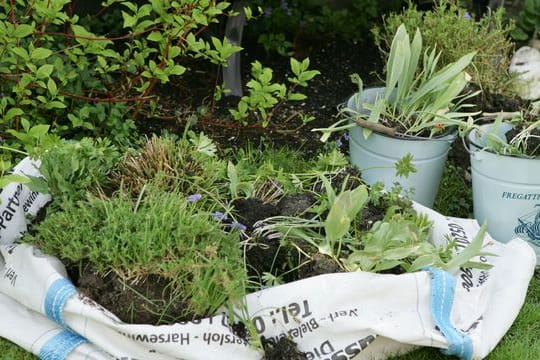 Bei einem Umzug müssen die geliebten Pflanzen nicht zurückgelassen werden - mit den richtigen Handgriffen ziehen Stauden und Co.