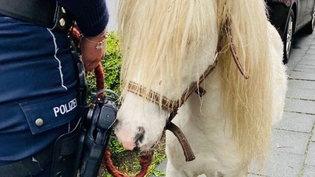 Das Zirkuspony "Merlin" in Hagen: Die Polizei hat das Tier eingefangen.