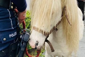 Das Zirkuspony "Merlin" in Hagen: Die Polizei hat das Tier eingefangen.