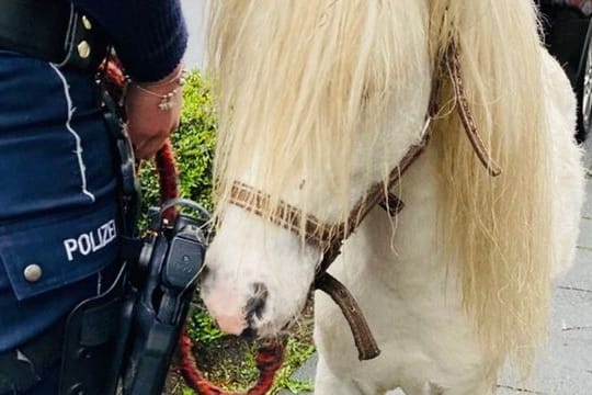 Das Zirkuspony "Merlin" in Hagen: Die Polizei hat das Tier eingefangen.